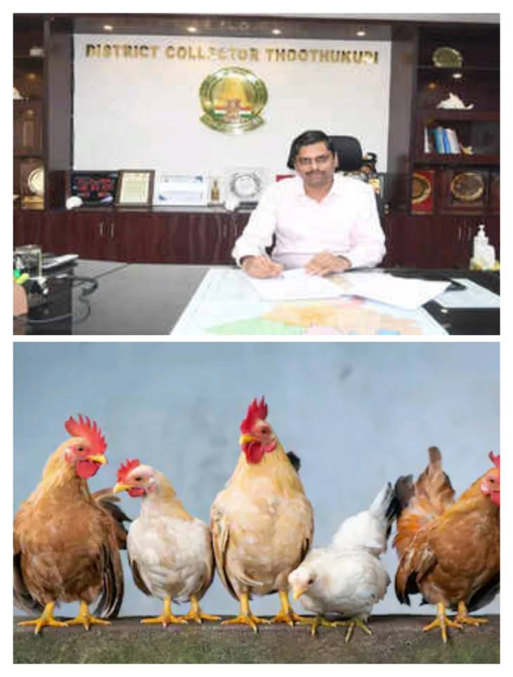 தூத்துக்குடி மாவட்டம் கிராமப்புறங்களில் நாட்டுக்கோழி பண்ணை மானியம் பெறும் திட்டத்தில் விண்ணப்பங்கள் வழங்குவதற்கு நாட்களை நீட்டிப்பு செய்ய வேண்டும் - மாவட்ட ஆட்சியருக்கு பயனாளிகள் கோரிக்கை!!
