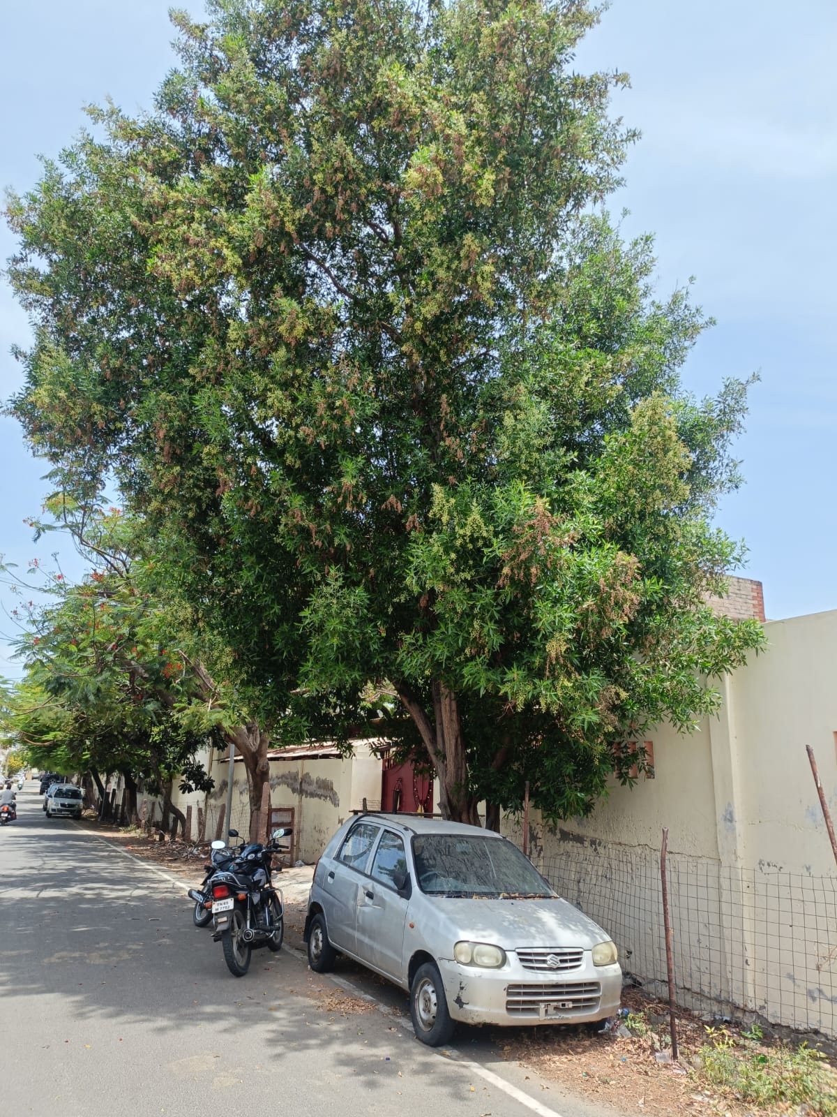 பக்கிள்புரத்தில் பொதுமக்களை பாதித்த கோனோகார்பஸ் மரம் அகற்றம் ஆணையர் ப்ரியங்கா உடனடி நடவடிக்கை – பொதுமக்கள் நன்றி!!